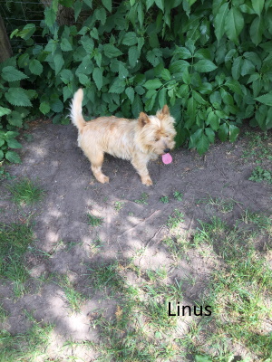 linus