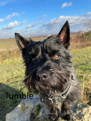 tumble