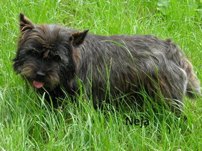 Neya