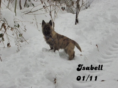 Isabell,Nachzuchthndin