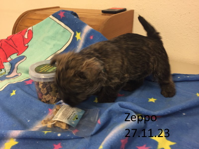zeppo
