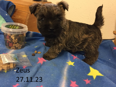 zeus