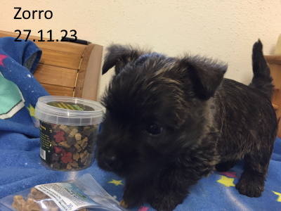 zorro